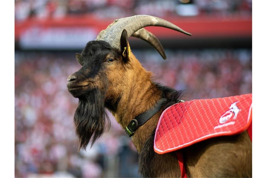 Kölner Corona-Fälle als Lackmustest - Kritik aus Politik Beim 1. FC Köln wurden zwei Spieler positiv auf das Coronavirus getestet. Foto: Marius Becker/dpa