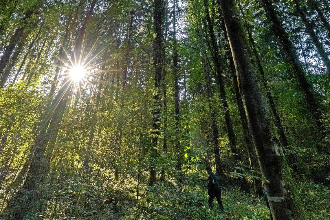 Waldjahr mit Defizit in Allmersbach Beim Allmersbacher Gemeindewald ist im kommenden Jahr mit einem Minus von 10.900 Euro zu rechnen. Symbolbild: Alexander Becher