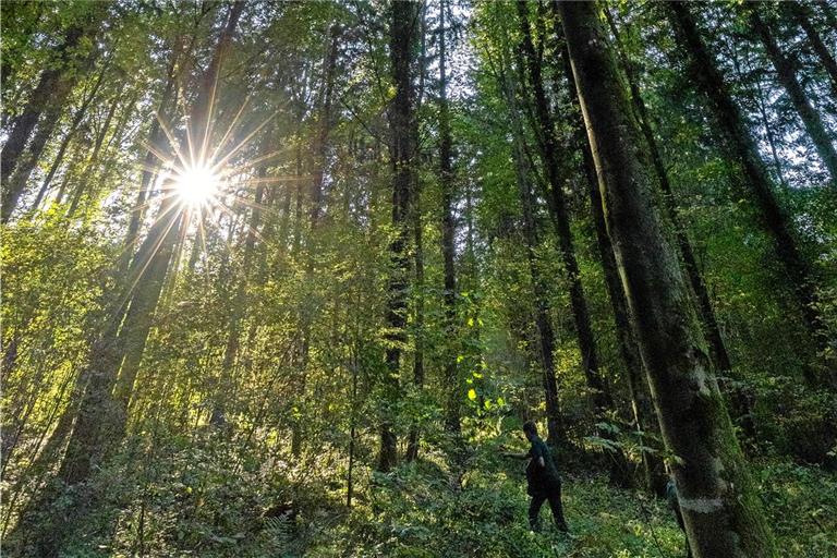 Waldjahr mit Defizit in Allmersbach Beim Allmersbacher Gemeindewald ist im kommenden Jahr mit einem Minus von 10.900 Euro zu rechnen. Symbolbild: Alexander Becher