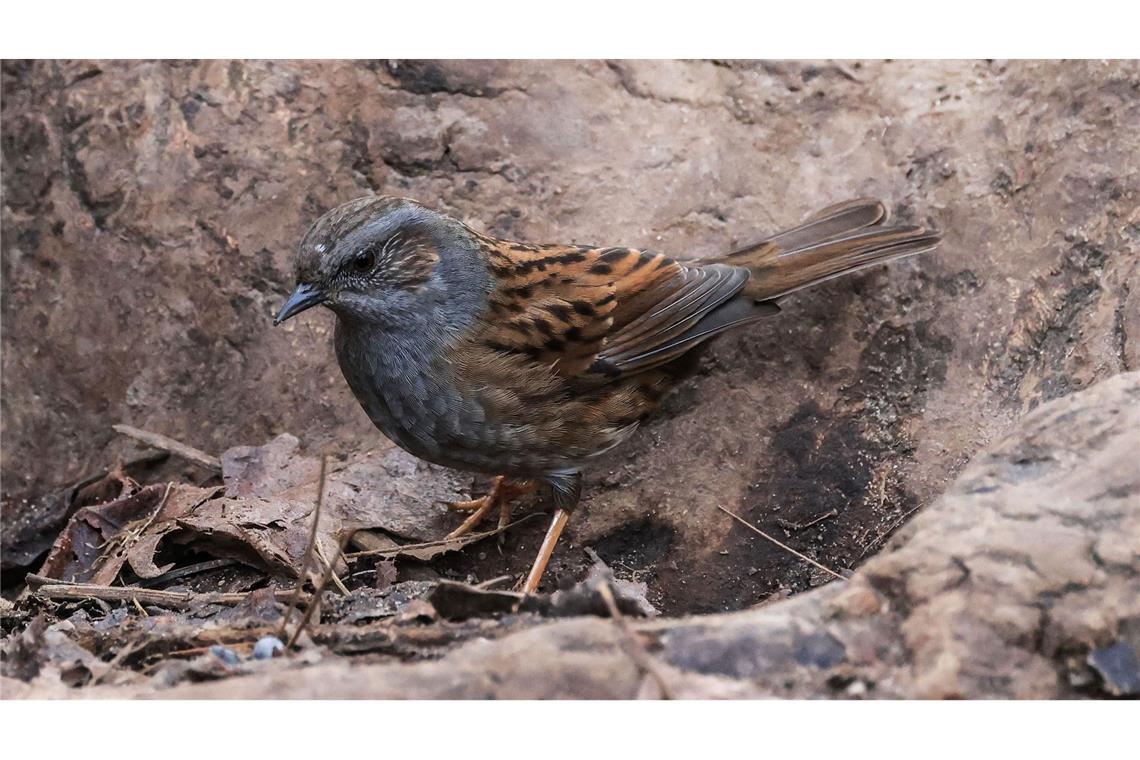 Vögel, Igel, Maulwurf - bitte zählen! Beim Bestimmen von Vögeln können Laien Fehler machen, das ist Fachleuten bewusst.