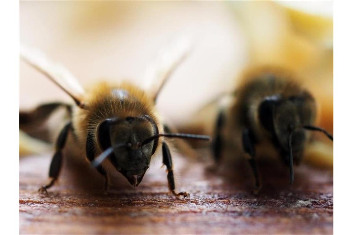 EU-Minister starten Initiativen für mehr Tierschutz Beim Bienenschutz geht es konkret um einen Schwellenwert für bestimmte Chemikalien, die in der Landwirtschaft eingesetzt werden. Foto: Soeren Stache/dpa-Zenbtralbild/dpa