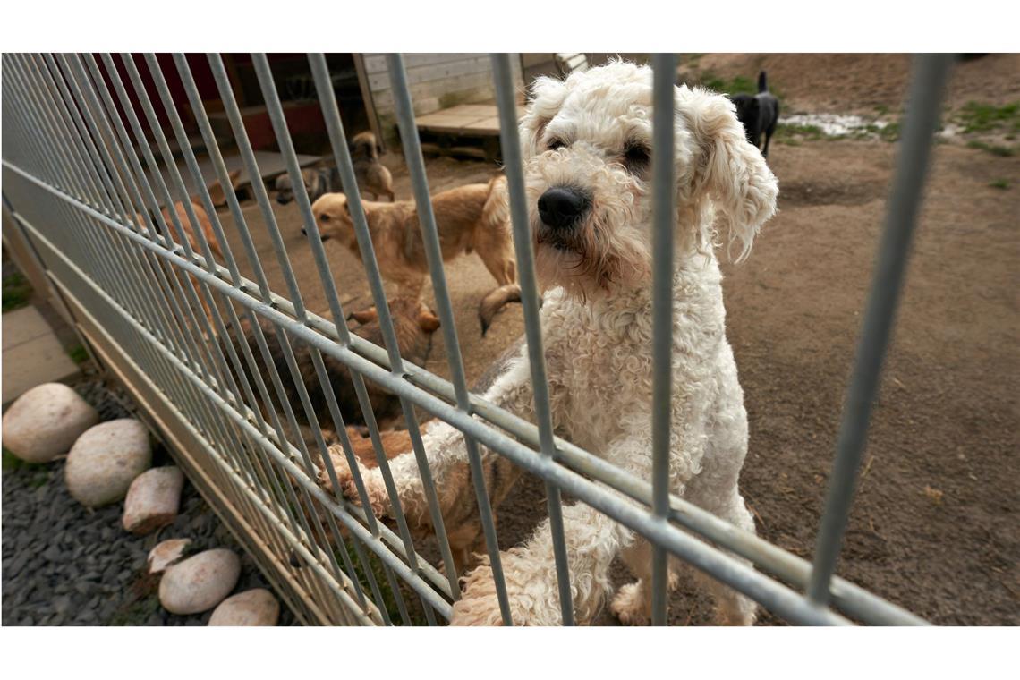 EU bekämpft den illegalen Handel mit Hundewelpen Beim dem Handel von Hunden und Katzen werden in Europa Milliarden Euro umgesetzt. Die EU will nun dafür sorgen, dass Züchter und Halter einige Mindeststandards einhalten.