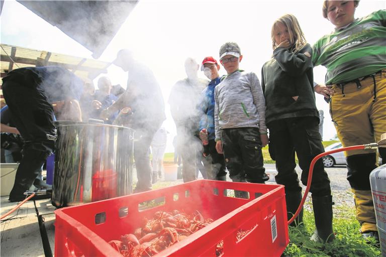 Beim Kochen der Krebse wechselt die unattraktive schlammbraune Farbe der Panzer in ein kräftiges orangerot und sieht appetitlich aus. Fotos: A. Becher