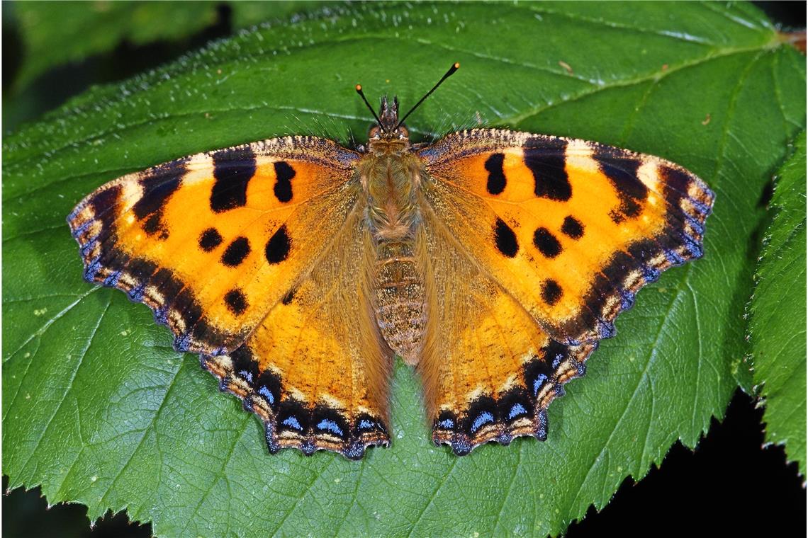 In Murrhardt flattert der Große Fuchs Beim Monitoring in Murrhardt wurde der Große Fuchs gefunden. Foto: Adobe Stock/Tim’s insects