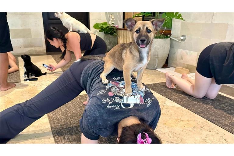 Beim Puppy Yoga springen die Welpen gerne auf den Rücken der Teilnehmer.