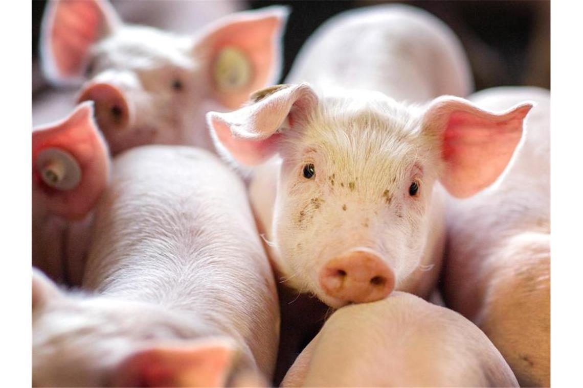 Beim Schweinefleisch zogen die Preise Anfang des Jahres erst an, fielen dann aber wieder stark. Foto: Jens Büttner/zb/dpa