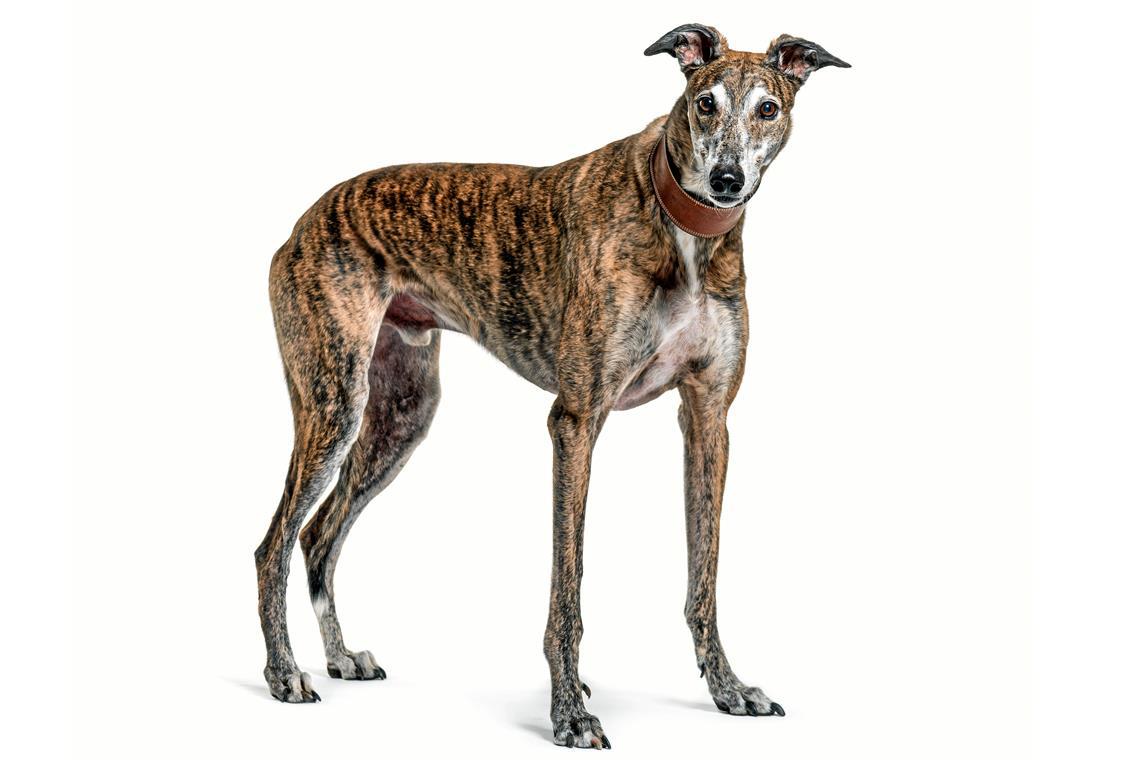 Streit um Hunde in Murrhardt spitzt sich weiter zu Beim Streit geht es um die Haltung von Windhunden. Die Nachbarn thematisieren Lärm und Sicherheit, die Betreuerin sieht sich schikaniert und zu Unrecht angegriffen. Symbolfoto: Adobe Stock/Eric Isselée