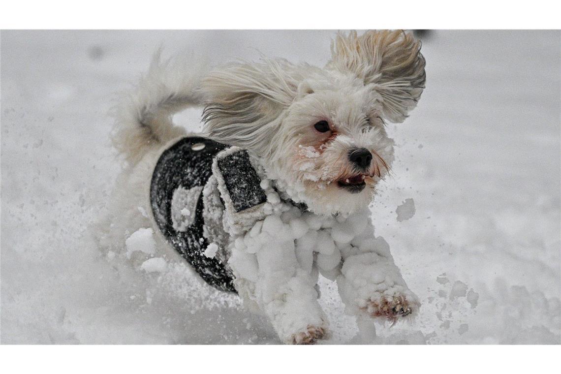 Beim Toben im Schnee behält man seinen Hund am besten im Auge. Zu viel Schnee sollte er nämlich nicht fressen.