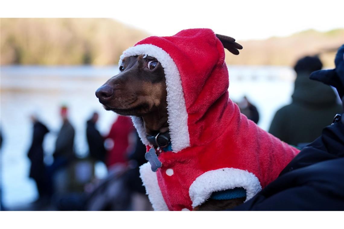 Beim Weihnachtsschwimmen nahe Birmingham schaute ein festlich gekleideter Dackel zu.