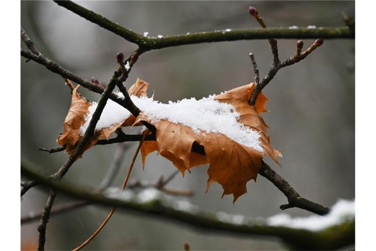 Bereits am Freitag brachte der nahende Winter etwas Schnee im Bayerischen Wald und an den Alpen. Hier ein Blatt im Englischen Garten in München. Foto: Katrin Requadt/dpa