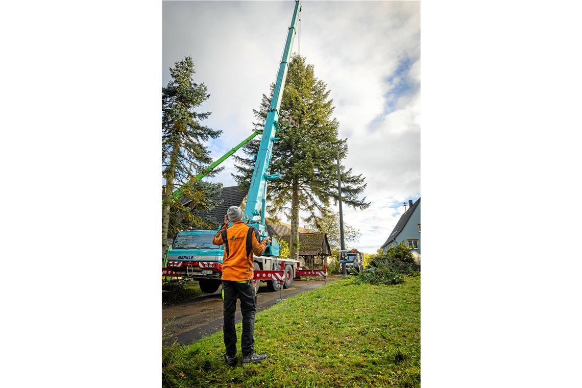 Ein Baum aus Sulzbach macht Karriere in Stuttgart Bernd Merkle aus Oppenweiler setzte seinen größten Kran ein, um den Tannenbaum aus Bushof in Sulzbach an der Murr zu verladen. Fotos: Alexander Becher
