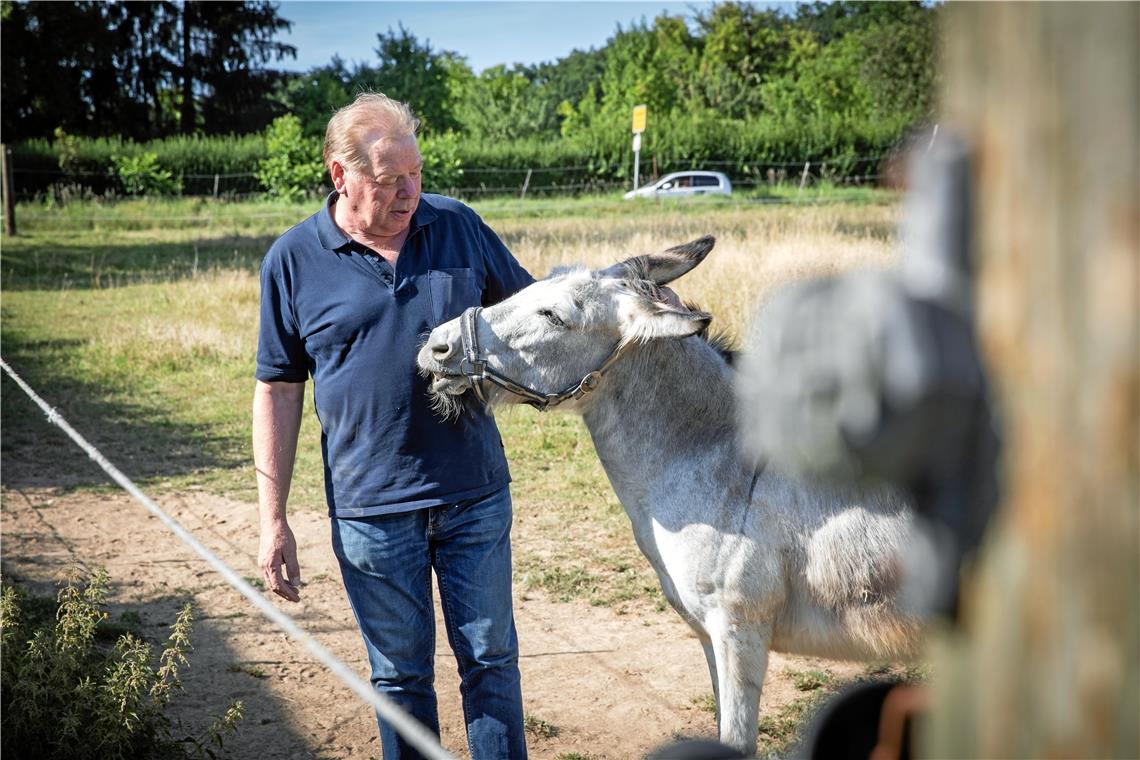 Über das Haustier des Jahres: „Wo ein Pferd verhungert wird der Esel fett“ 