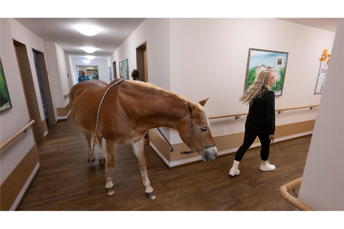Kommt ein Pferd in den Speisesaal - Stute besucht Pflegeheim Besitzerin Plaßmeier trainiert mit ihrem Pferd für die Besonderheiten im Pflegeheim.