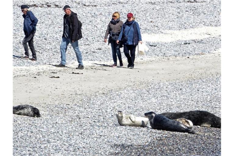 Besonders im Sommer kommen am Südstrand häufig Badegäste, Tagesgäste und Meeressäuger auf sehr engem Raum zusammen. Foto: Carsten Rehder