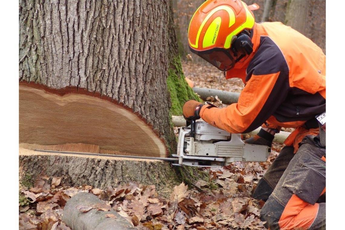 In Stuttgart werden gut 300 Bäume gefällt Besonders viele Bäume müssen in Degerloch aus Gründen der Verkehrssicherheit gefällt werden