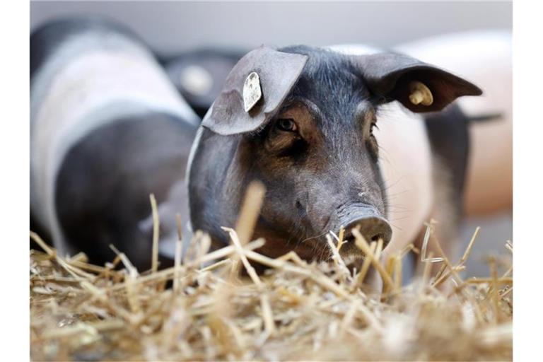 Bessere und tiergerechte Haltungsbedingungen müssen nicht teuer sein, errechnete eine Expertenkommission. Foto: Danny Gohlke/dpa
