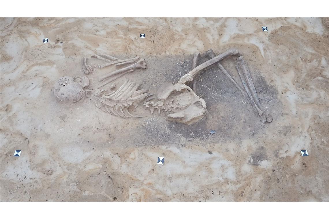 4500 Jahre alte Gräber von Kriegern entdeckt Bestattung der Glockenbecherkultur. In der Verfärbung hinter dem Rücken, die wohl zu einem vergangenen Köcher gehört, liegen zwei Pfeilspitz