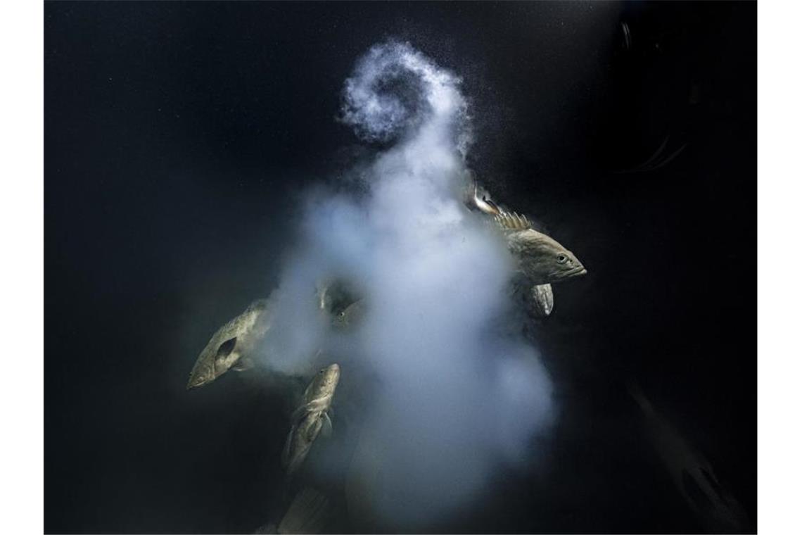 Bestes Wildtierfoto 2021 zeigt „überirdische Schönheit“