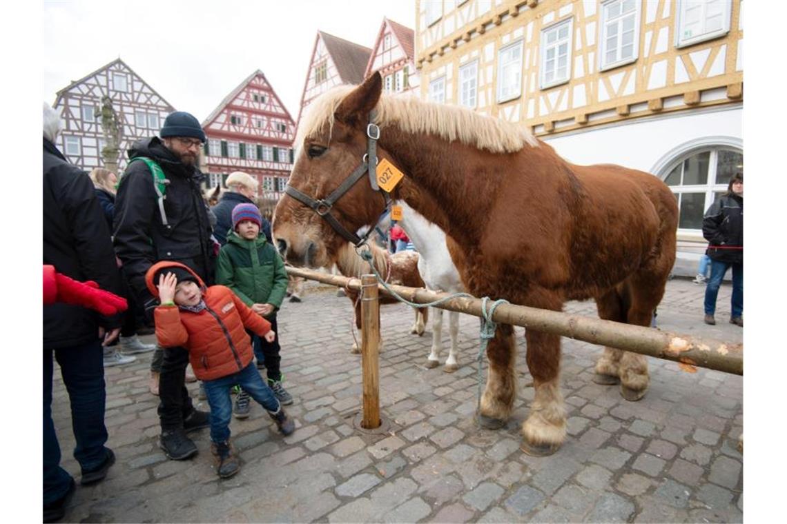 Besucher des Leonberger Pferdemarkts betrachten auf dem Marktplatz ein Pferd. Foto: Marijan Murat/dpa/Archivbild