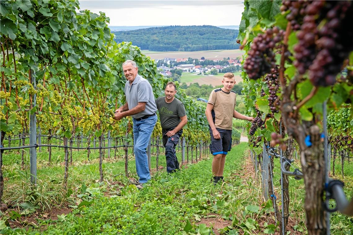 Betreiben Weinbau aus Leidenschaft: Martin, Matthias und Marco Holzwarth (von links).