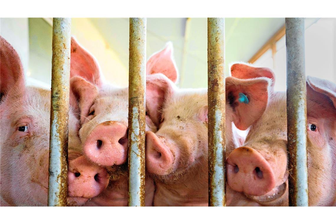 Tierwohl in Schweineställen: Weshalb das Förderprogramm vorzeitig ausläuft Betriebe, die ihren Schweinen zum Beispiel mehr Auslauf bieten, konnten einen Förderantrag stellen.