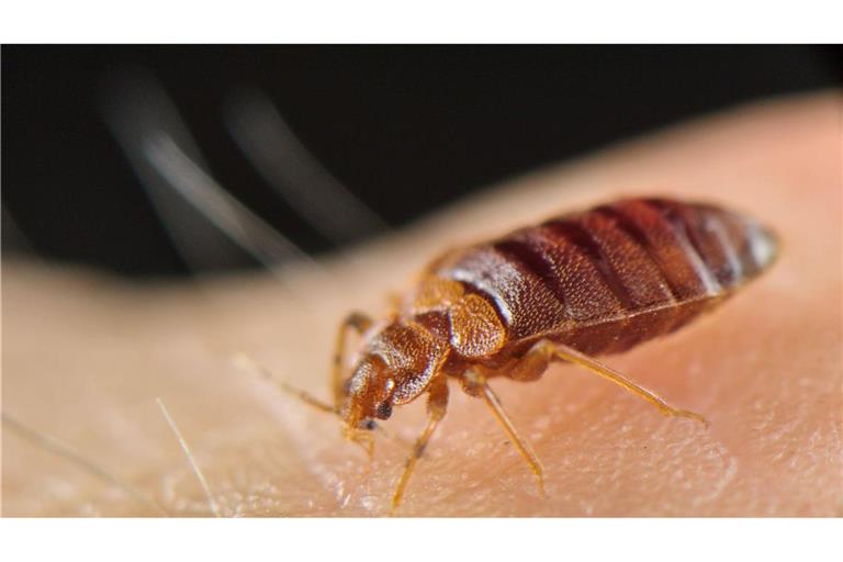 Bettwanzen werden zum Teil mit drastischen Mitteln bekämpft.