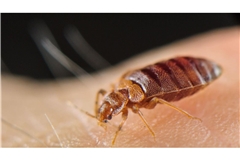 Bettwanzen werden zum Teil mit drastischen Mitteln bekämpft.