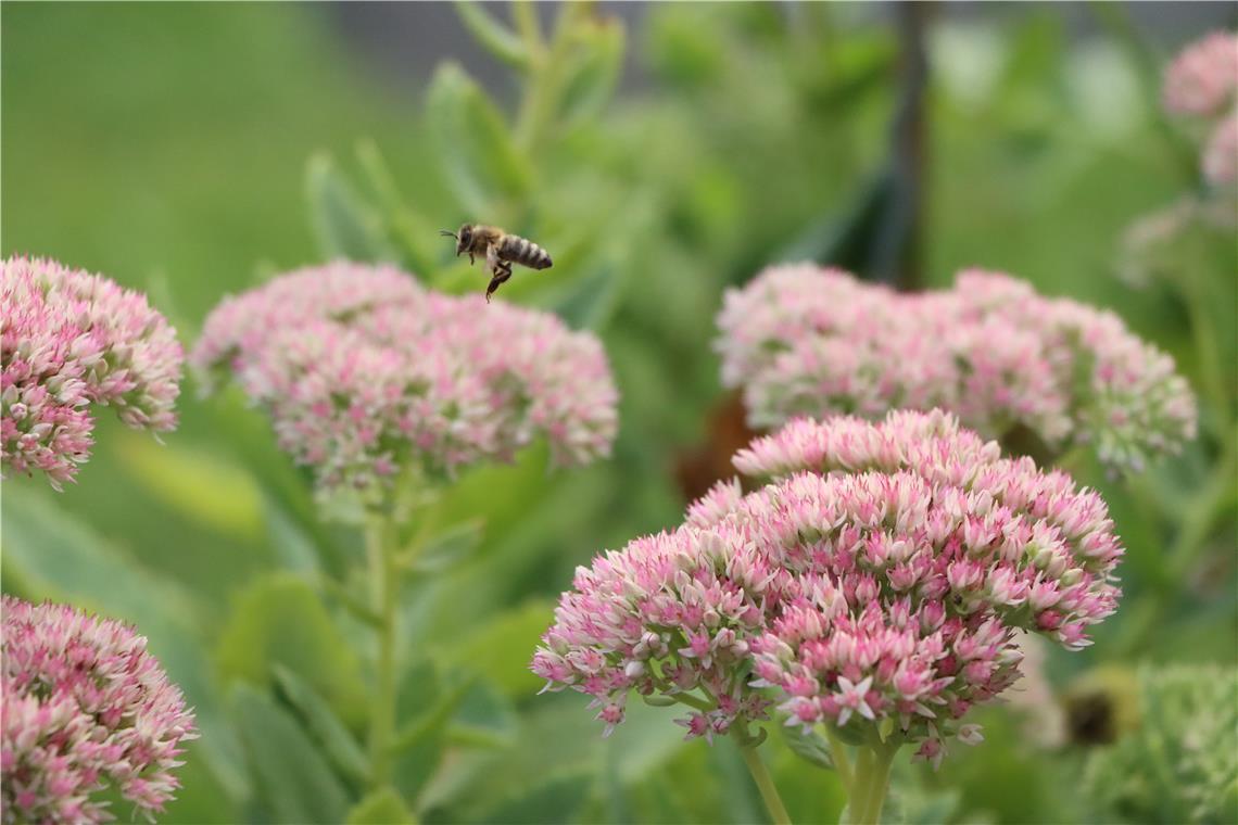 Biene im Flug