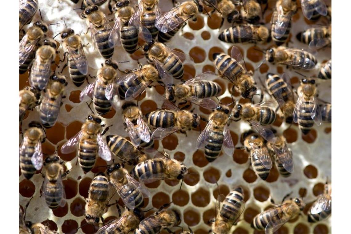 Bienen auf einer Wabe. Foto: Sven Hoppe/dpa