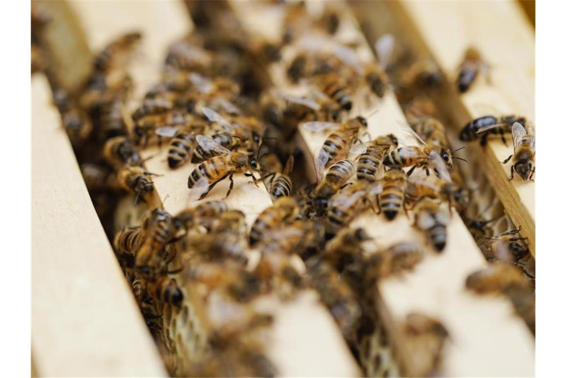 Bienen eines Bienenstocks der Firma „Südwest Mietbienen“ sind an Waben zu sehen. Foto: Uwe Anspach/dpa/Archivbild