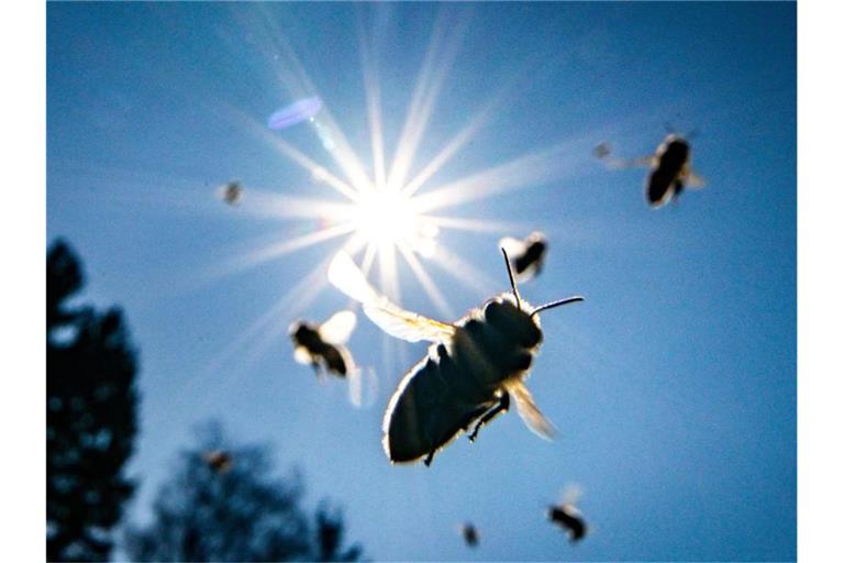 Bienen fliegen bei strahlendem Sonennschein. Foto: Frank Rumpenhorst/dpa/Symbolbild