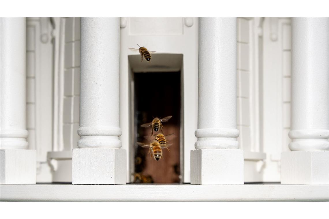 Bienen fliegen durch die Tür eines Bienenstocks, der dem Weißen Haus nachempfunden ist, auf dem Südrasen des Weißen Hauses in Washington.