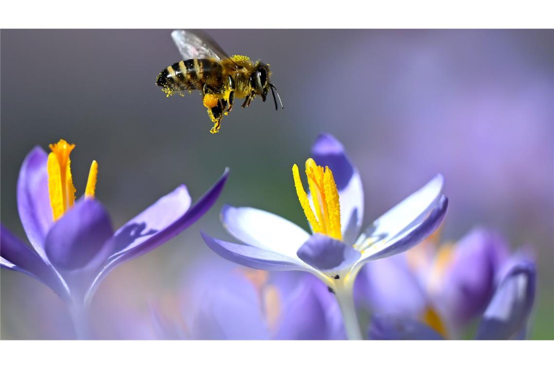 Bienen fliegen wieder