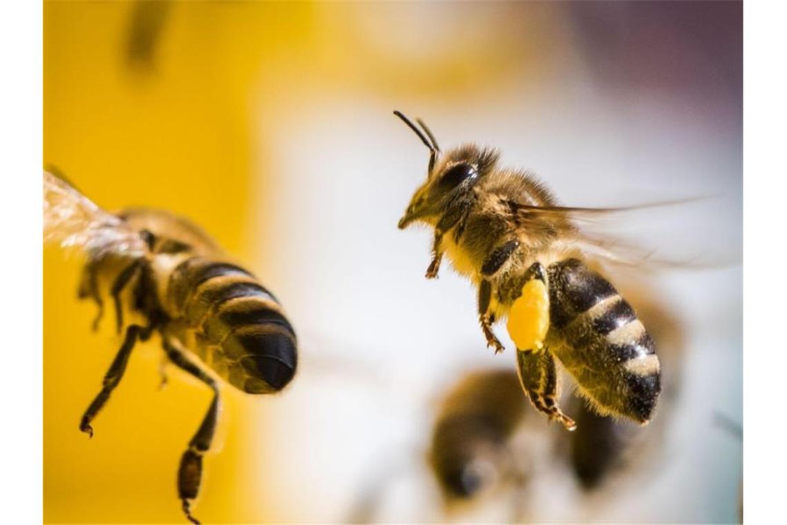 Bienenseuche am Bodensee breitet sich weiter aus