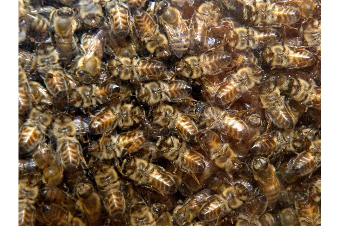 Bienen in einem Bienenstock. Foto: Stefan Sauer/dpa-Zentralbild/dpa/Archivbild