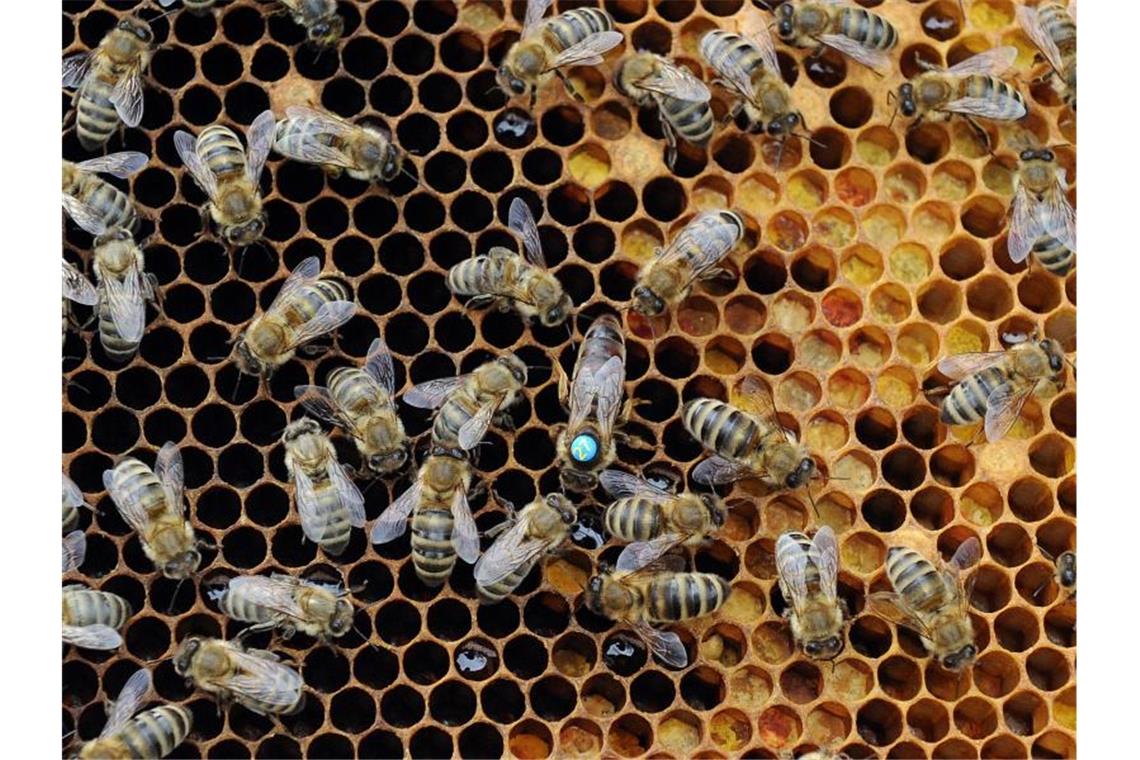 „Rettet die Bienen“: CDU-Fraktion hinterfragt Volksbegehren Bienen krabbeln über eine Brutwabe. Foto: Caroline Seidel/Archivbild