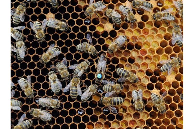 Bienen krabbeln über eine Brutwabe. Foto: Caroline Seidel/Archivbild