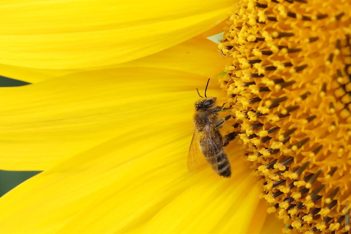 Bienen lieben Sonnenblumen. Die gelben Schönheiten wirken auf die Insekten wie ein Magnet.