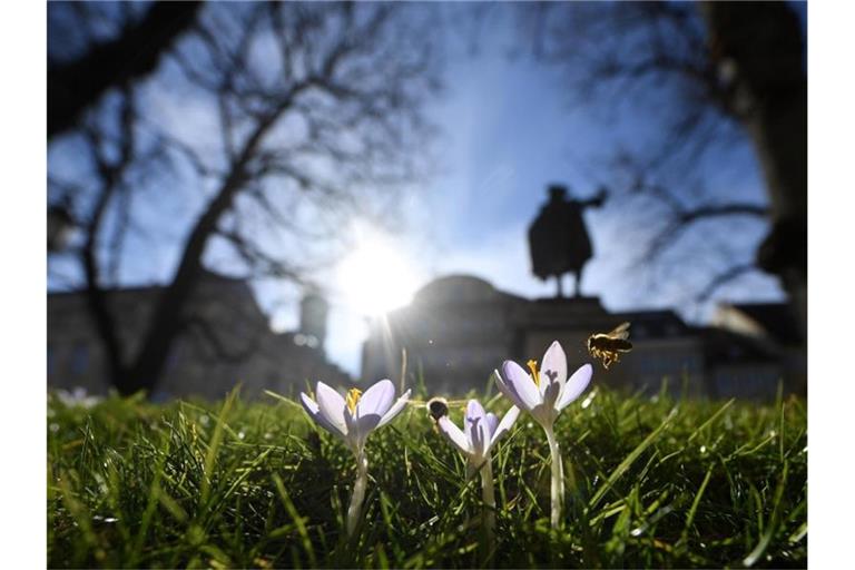 Bienen nehmen Anflug auf blühende Krokusse auf einem Grünstreifen in München. Foto: Angelika Warmuth/dpa