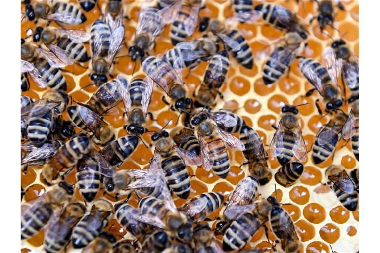 Bienen sitzen auf einer Wabe. Foto: Jens Kalaene/dpa-Zentralbild/dpa/Archiv