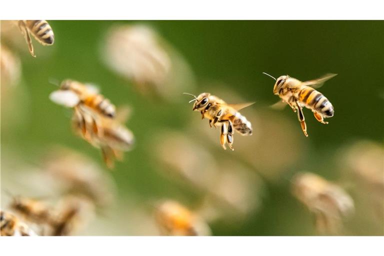 Bienenalarm an einem italienischen Strand. (Symbolbild)