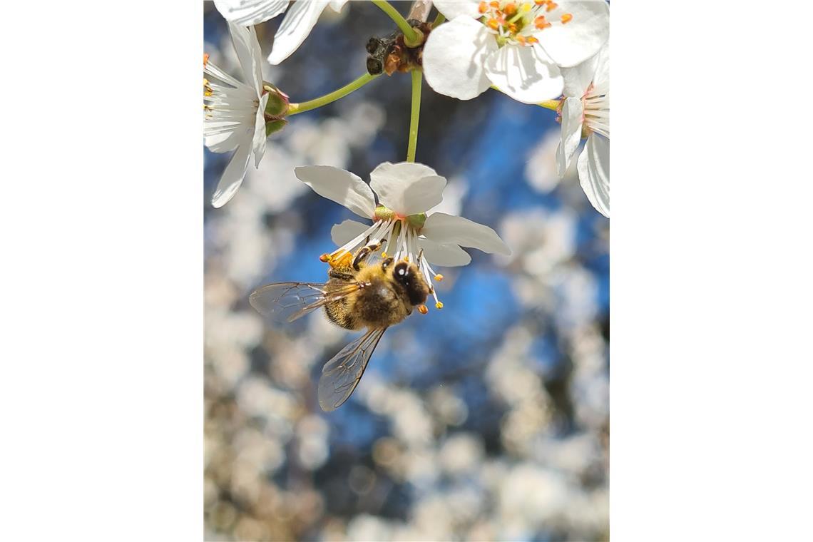 Bienenbesuch