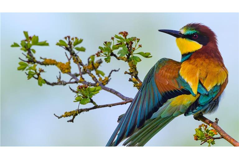 Bienenfresser spreizt sein Gefieder
