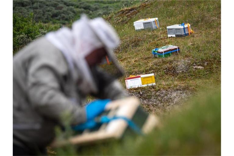 Bienenstöcke werden in den Dünen von Baltrum aufgestellt. Foto: Sina Schuldt/dpa