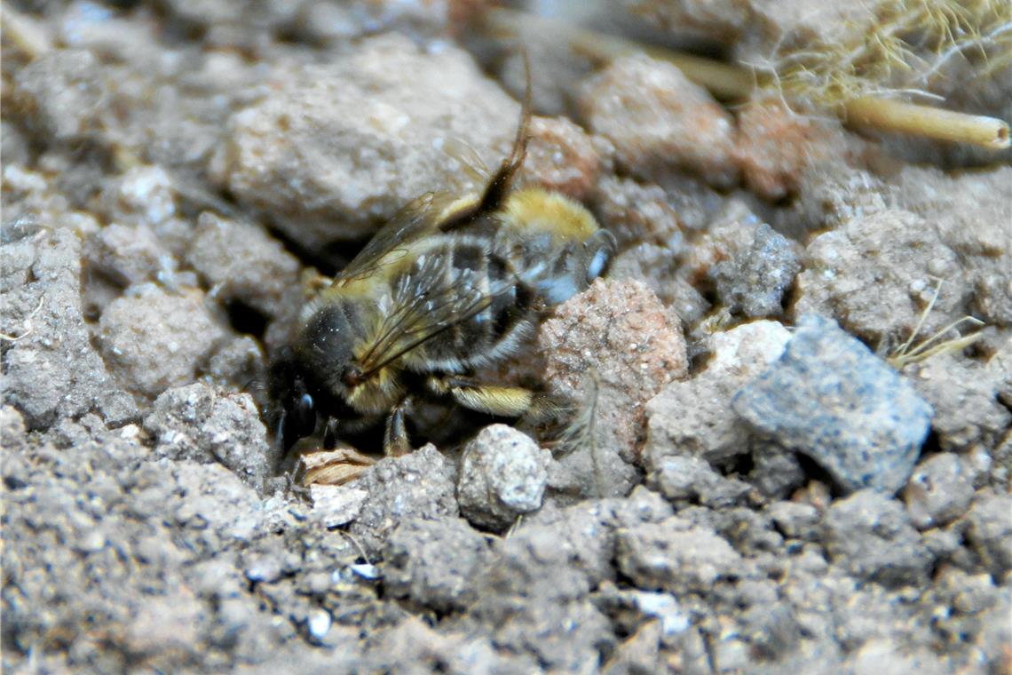 Zum Wohle von Biene, Käfer und Co.