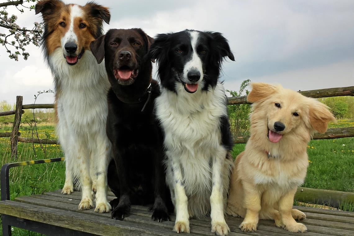 Hund darf nicht mit ins Krankenhaus