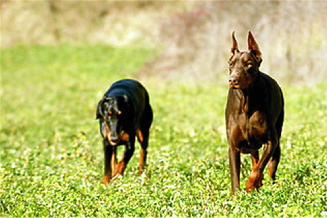 Fußgängerin von Hunden gebissen Fußgängerin von Hunden gebissen