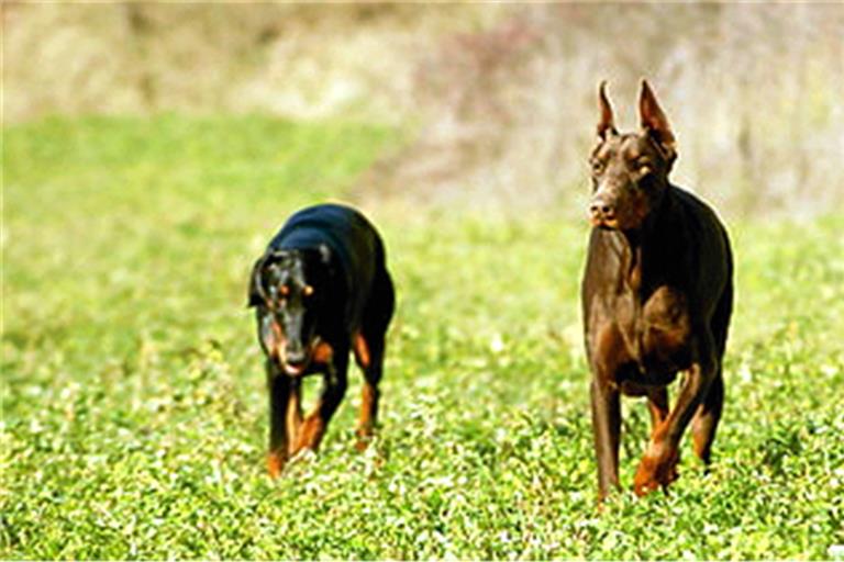 Fußgängerin von Hunden gebissen