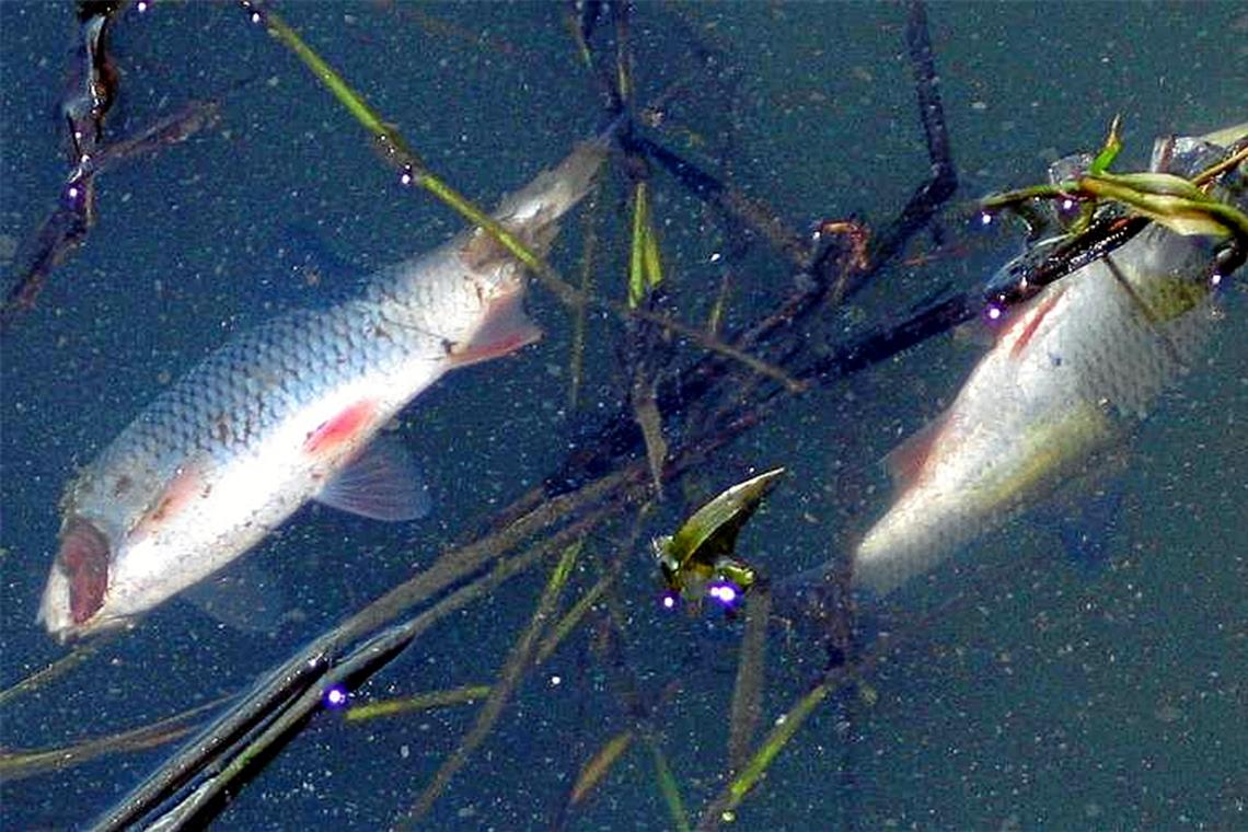 Fischsterben in der Rems Fischsterben in der Rems