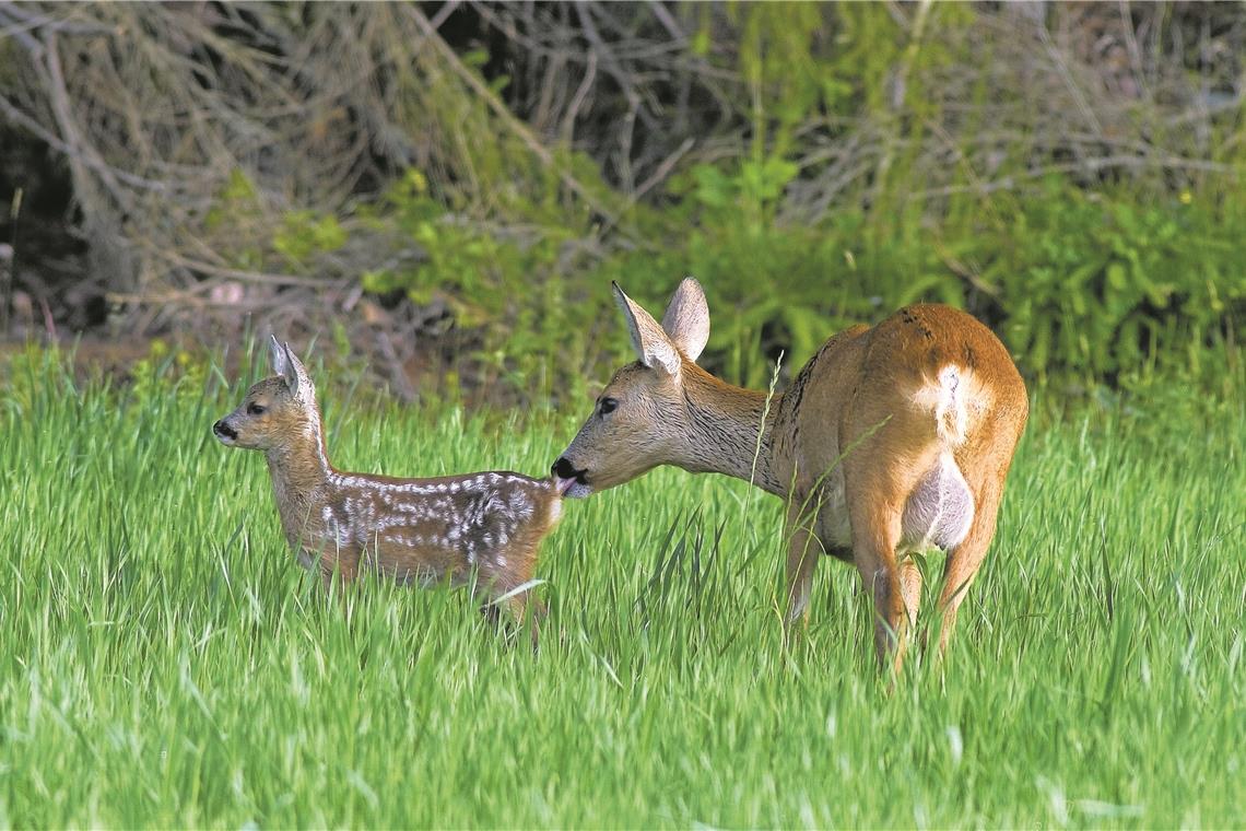 Unfälle durch Rehe auf der Fahrbahn